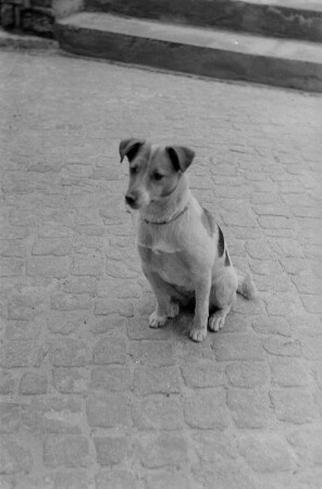 Arbeiter- und Bauernfakultät (ABF) der Humboldt-Universität zu Berlin : Hund