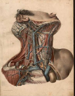 Lymphgefäße und Lymphdrüsen am Hals