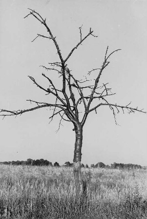 Landschaft mit Baum bei Hochkirch-Wuischke