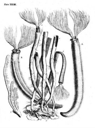 Plate XXXIIII