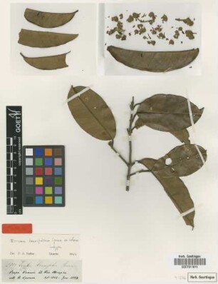 Erisma laurifolium Spruce ex Warm. [isotype]