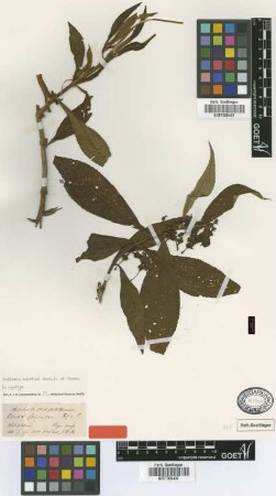 Buddleja colvilei Hook.f. & Thomson [Isosyntype]