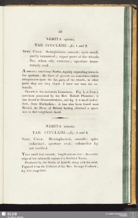 Nerita minuta. Tab. CCCCLXIII. - fig. 3 and 4