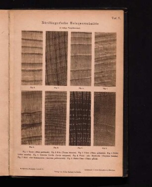 Nördlinger´sche Holzquerschnitte (4 malige Vergrösserung).