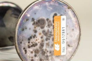 Blumenvase, Lloyd-Nummer 116a, Norddeutscher Lloyd (NDL)