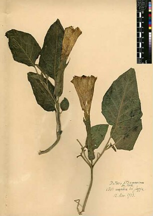 Solanaceae Datura Stramonium Linné, Carl von (1707 - 1778) [Wadi Musrara]