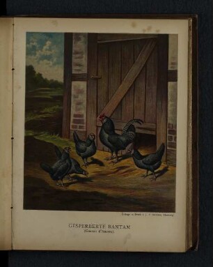 Gesperberte Bantam