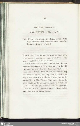 Ostrea acuminata. Tab. CXXXV. --- Fig. 2 and 3
