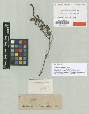 Euphrasia cuneata G.Forst. [type]