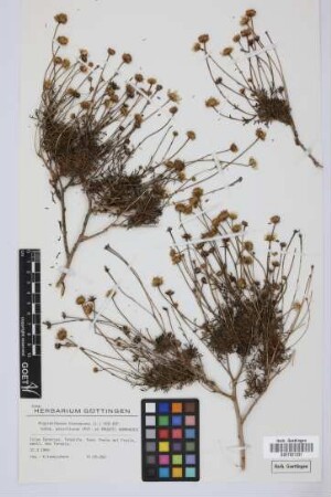 Argyranthemum frutescens parviflorum (Pit. & Proust) Humphries