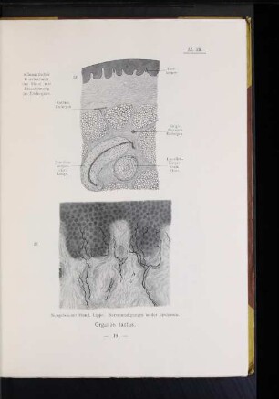 28. Schematischer Durchschnitt der Haut mit Einzeichnung der Endorgane.