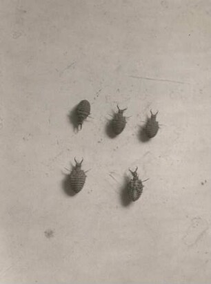 Ameisenjungfer (Myrmeleon formicarius L.). Larven (Ameisenlöwe)