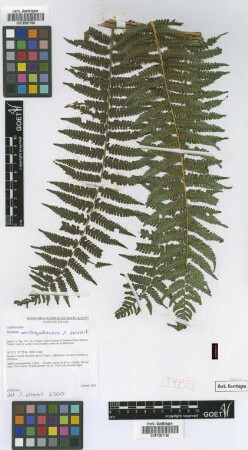 Cyathea austropallescens Lehnert [paratype]