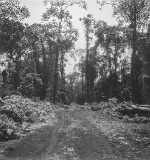 Urwald : Blick entlang einer Straße durch den vorgelichteten Urwald der de Coulon Plantage