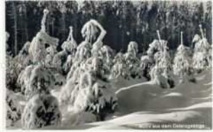 Verschneite Tannen im Osterzgebirge