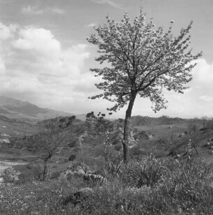 Sizilien, Landschaft mit blühendem Baum