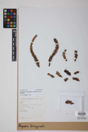 Phlegmariurus brongniartii (Spring) B. &Oslash;llg.