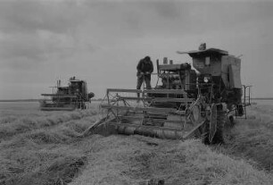 Rambin. Landwirtschaftliche Produktionsgenossenschaft (LPG), Mähdrescher bei der Arbeit auf dem Feld