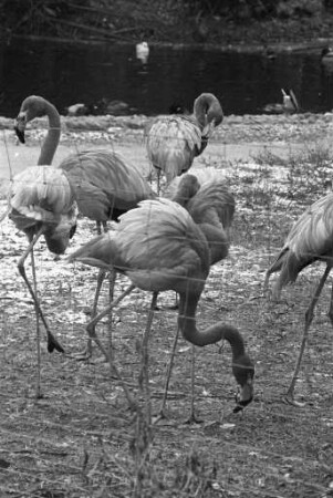 Diebstahl von zwölf der insgesamt 14 Kuba-Flamingos aus dem Karlsruher Zoo