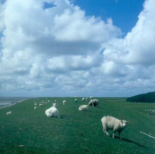 Nordstrand. Schafe auf dem Deich