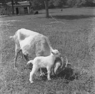 Long Island, Triangle Farm, Ziege mit Zicklein