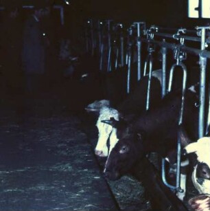 Fotografie: Milchviehhaltung, Anbindestall, Fressgitter
