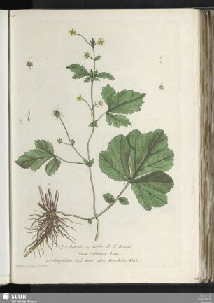 Le Benoite ou herbe de St. Benoit