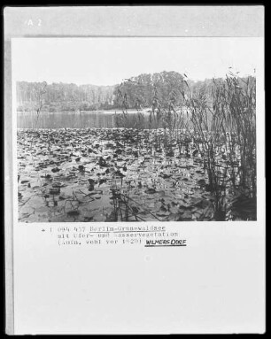 Grunewaldsee mit Ufer- und Wasservegetation in Berlin-Grunewald