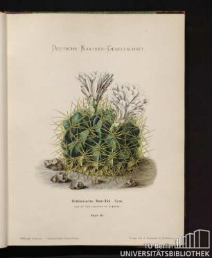 Echinocactus Monvillei Lemaire