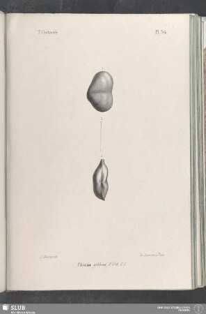 Pl. 374