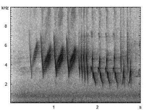 Buchfink | Fringilla coelebs - Gesang
