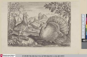 [Gehörnter Hahn und truthahn; Horned cock and Turkey]