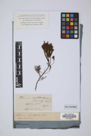 Coleonema aspalathoides Juss.