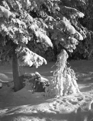 Winterbilder. Bäume im Schnee