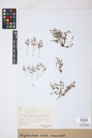 Asplenium ruta-muraria L.