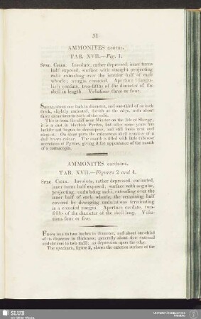 Ammonites acutus. Tab. XVII. - Fig. 1