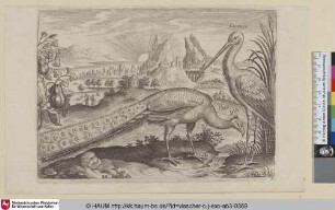 [Pfau und Storch; Peacock and Stork]
