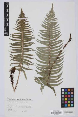Polystichum falcinellum (Sw.) Presl