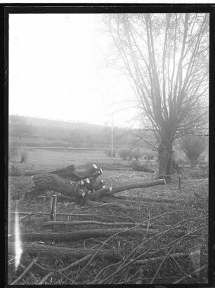 Bachlauf mit gefällten Baum