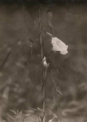 Echte Zaunwinde (Calystegia sepium, Syn.: Convolvulus sepium)