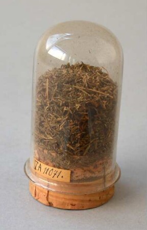 Röhrenglas mit Kraut