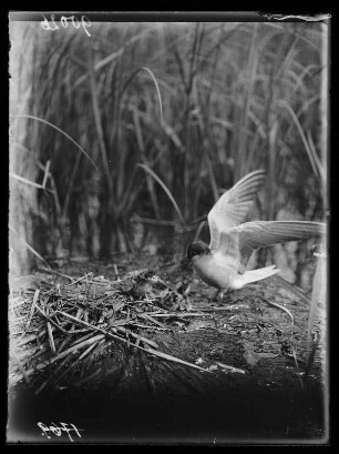 Trauerseeschwalbe : Trauerseeschwalbe (Childonias niger Linnaeus) am Nest fütternd.