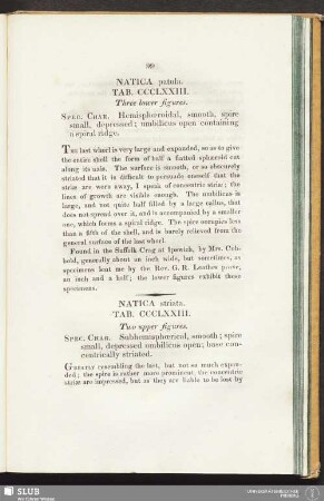 Natica striata. Tab. CCCL XXIII