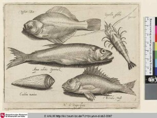 Passer Bot; Squilla gibba; Garner; Aqua cobitis Spierinck; Cochlea marina; Porculus Post [Flunder, Garnele, Stint und eine Muschel; A Flounder, Shrimp, Smelt, and a Seashell]