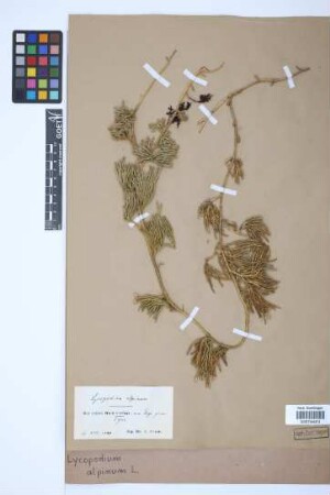 Diphasiastrum alpinum (L.) J. Holub