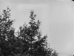 Grünfink : Grünfink (Chloris chloris Linnaeus) auf einer Fichte.