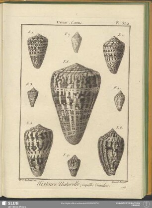 Pl. 330. Cone. Conus