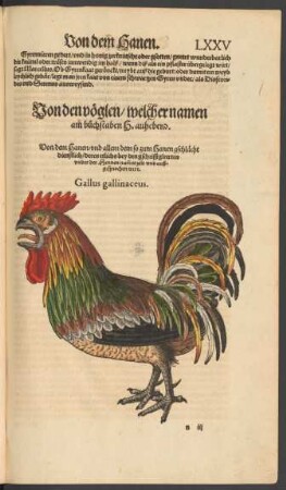 Von den vöglen/ welcher namen am buchstaben H. anhebend.