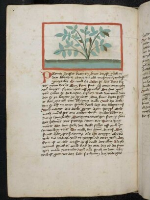 Kräuterpflanze: Peonia (Paeonia officinalis / Paeoniaceae) / Beonienkraut, Pfingstrose; (aus Konrads von megenberg "Buch der Natur")