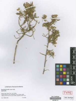 Baccharis beckii Joch.Mull. [isotype]